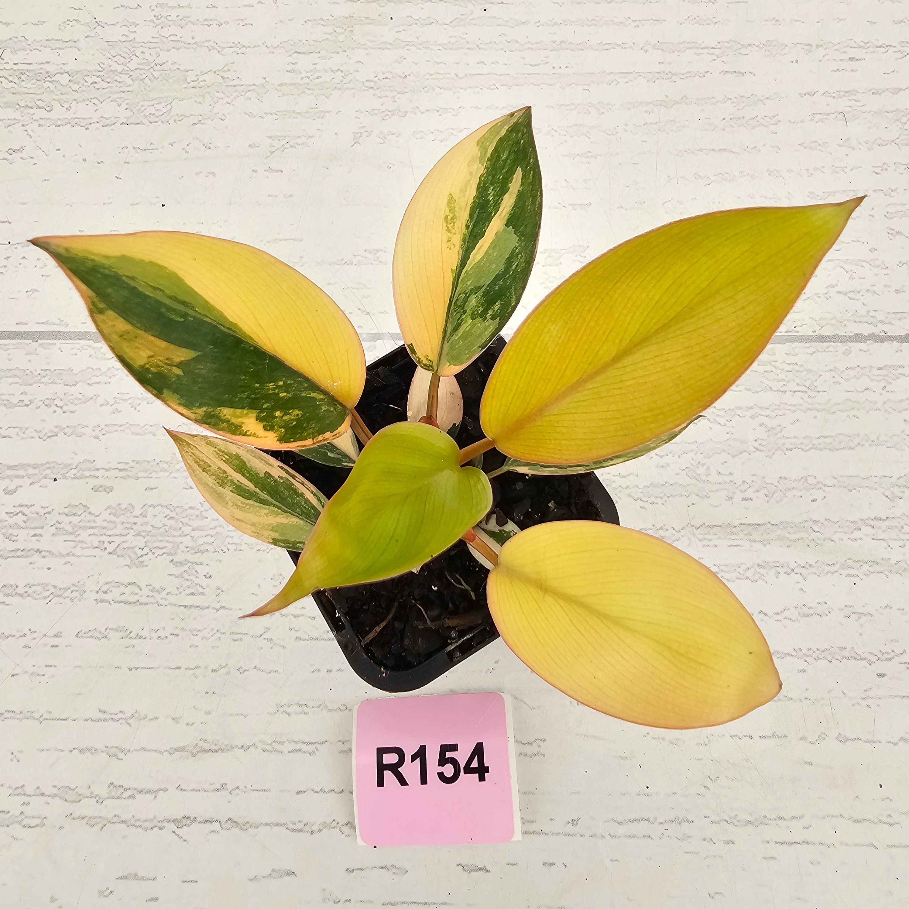 Philodendron 'Rojo Congo Variegated' 70mm
