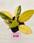 Philodendron 'Rojo Congo Variegated' 70mm