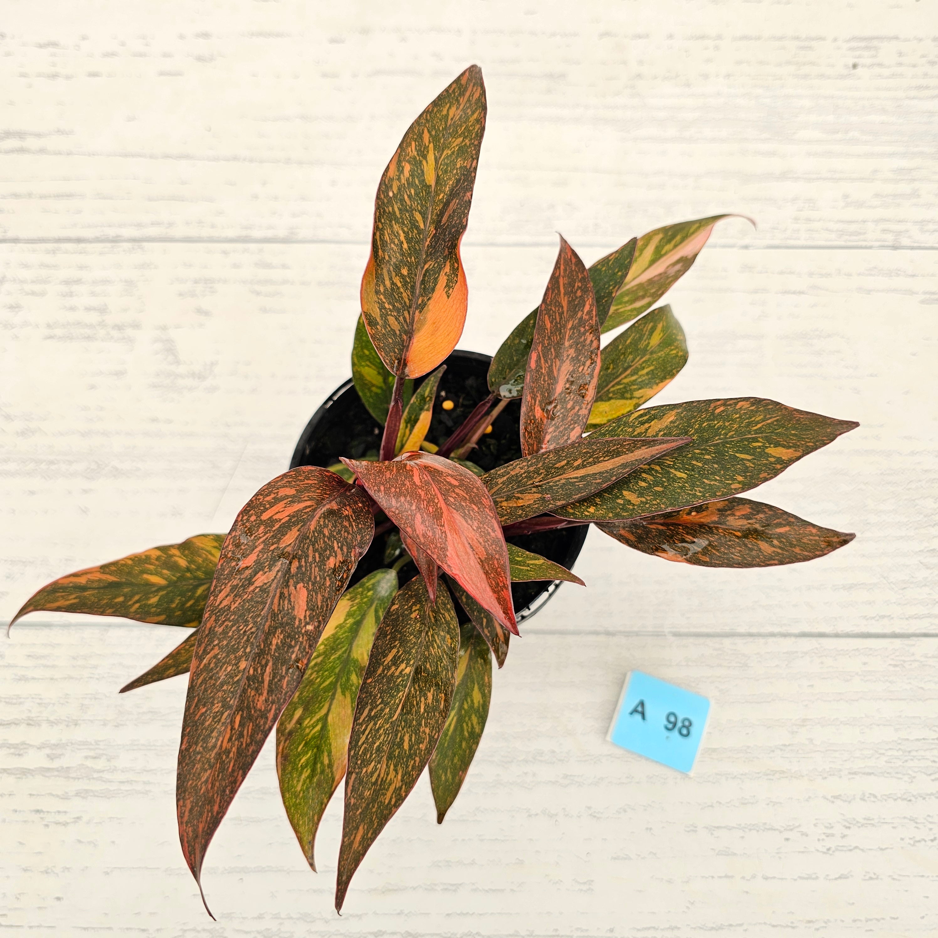 Philodendron 'Orange Princess'
