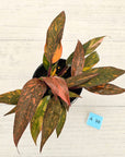 Philodendron 'Orange Princess'