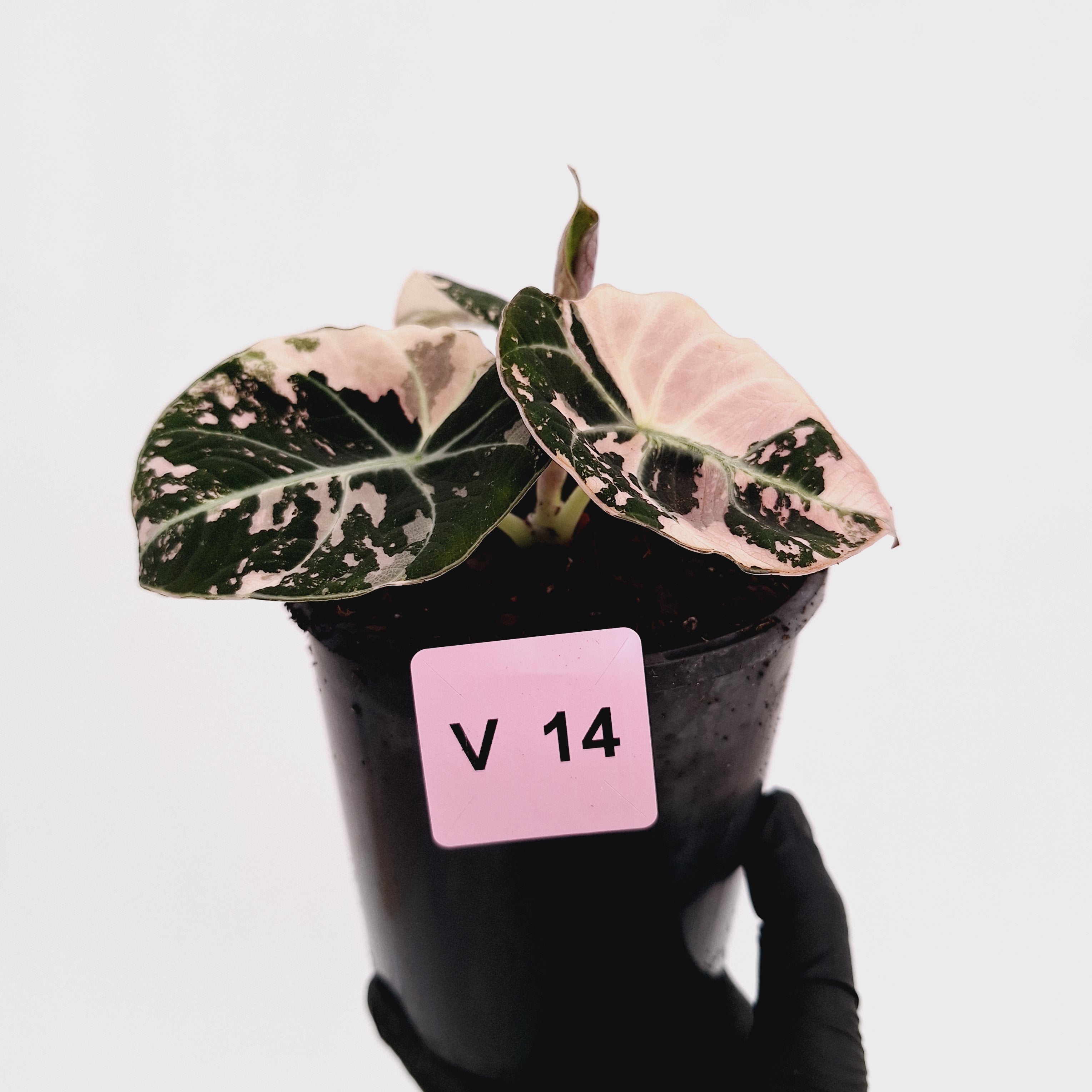 Alocasia ‘wentii’ Variegated - Sale