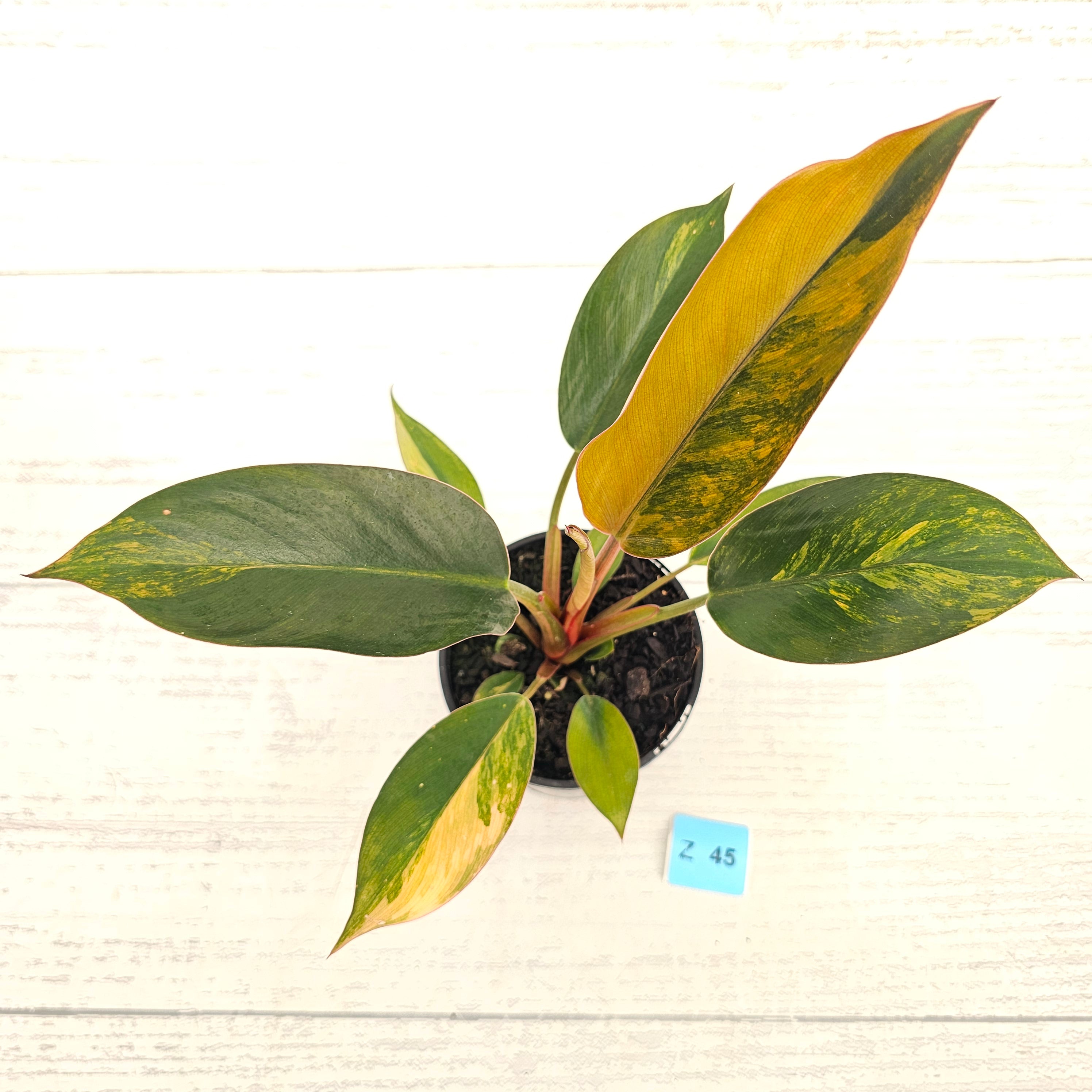 Philodendron 'Rojo Congo Variegated' 125mm
