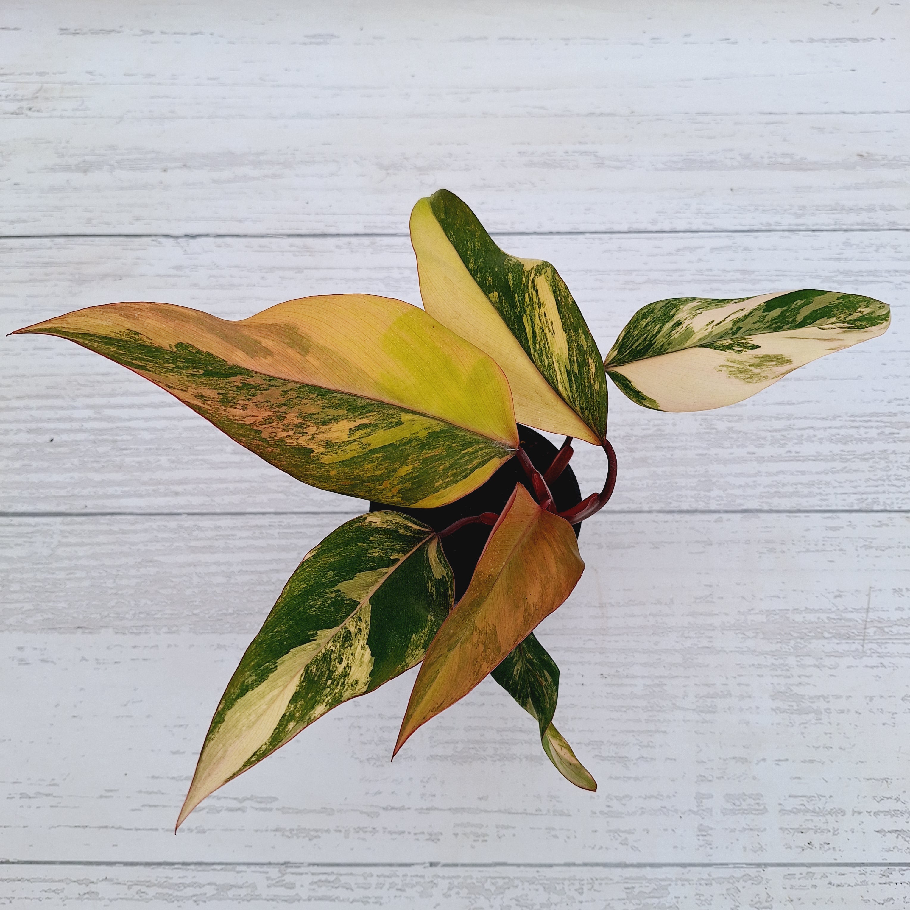 Philodendron erubescens Strawberry Shake