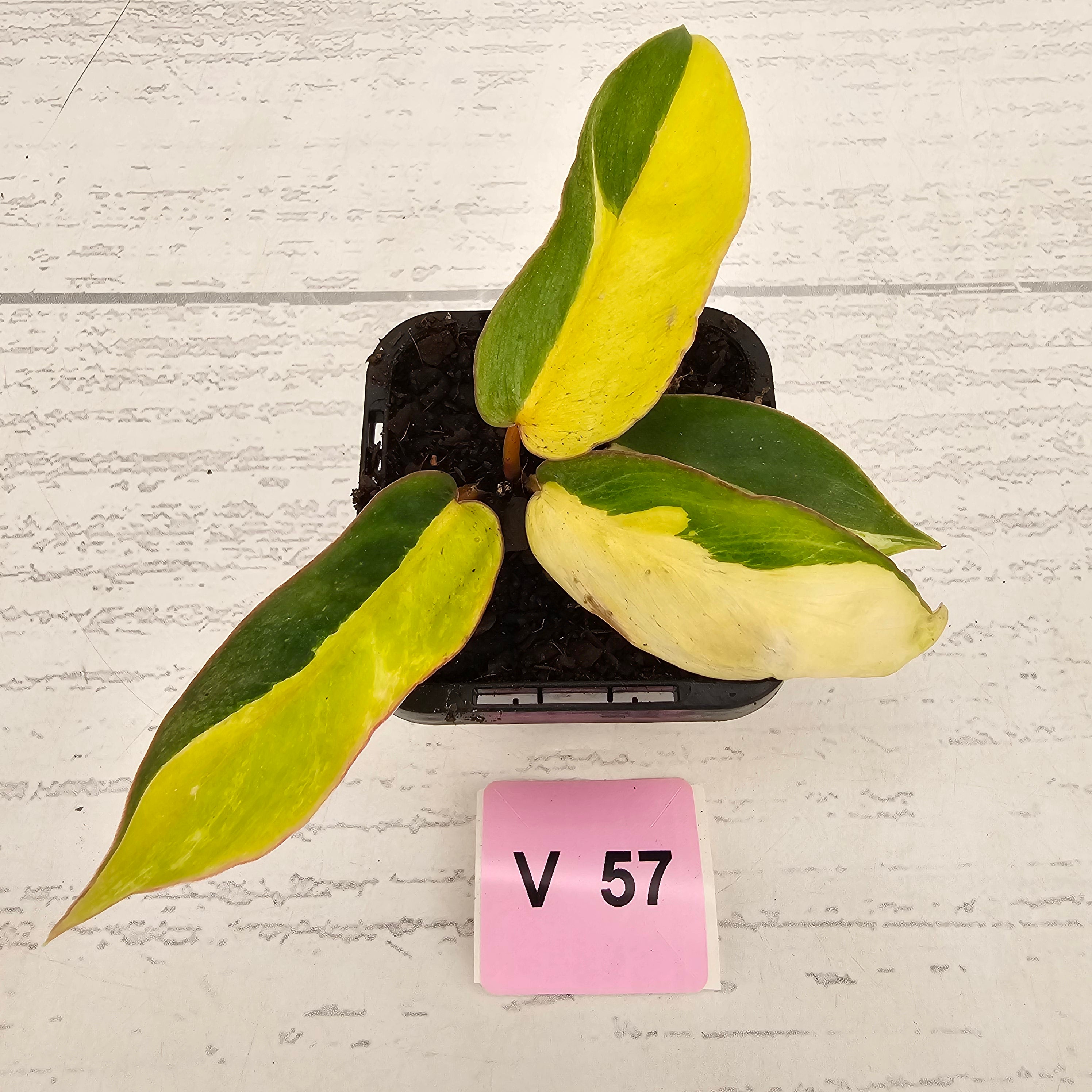 Philodendron pinnatifidum 'Jungle Fever Egg Yolk"