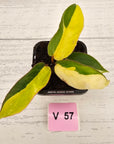 Philodendron pinnatifidum 'Jungle Fever Egg Yolk"