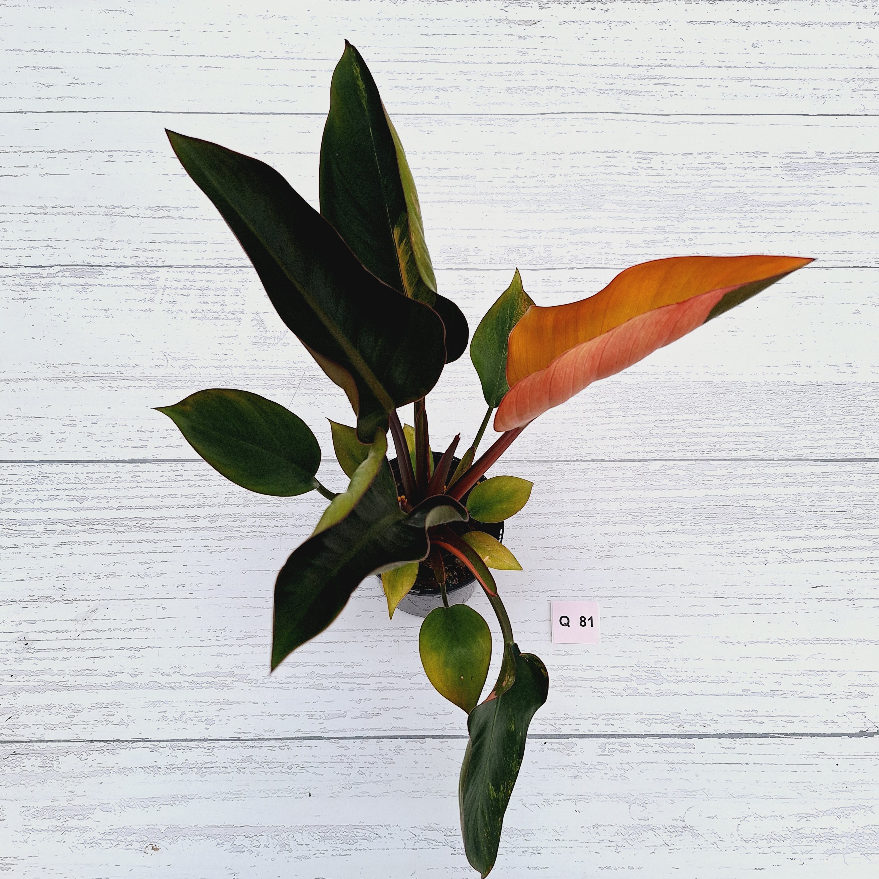 Philodendron &#39;Rojo Congo Variegated&#39;