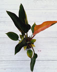 Philodendron 'Rojo Congo Variegated'