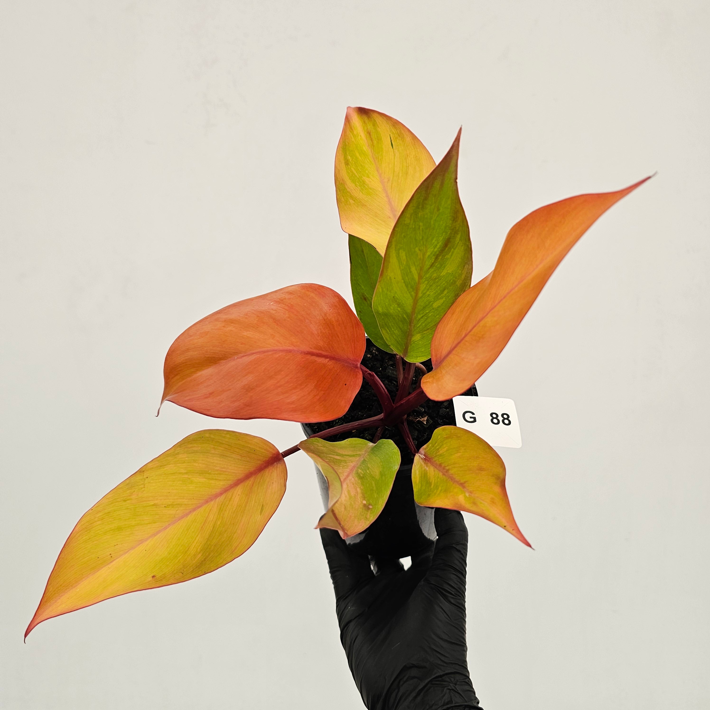 Philodendron 'Orange Princess' Sport