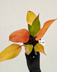 Philodendron 'Orange Princess' Sport