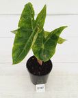 Alocasia 'Morocco' Variegated - SALE