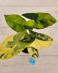 Syngonium podophyllum 'Gold'