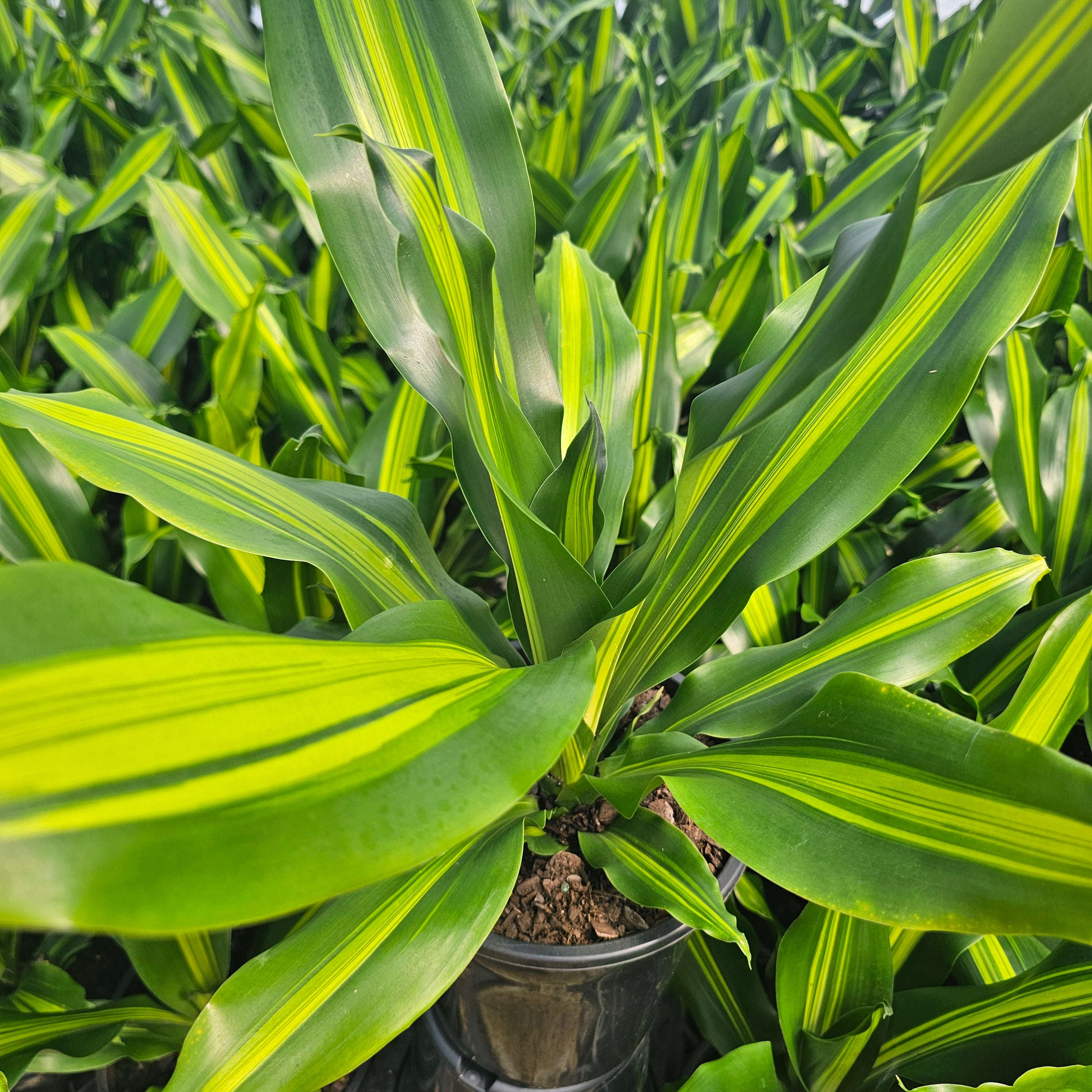 Dracaena fragrans Burley