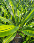 Dracaena fragrans Burley