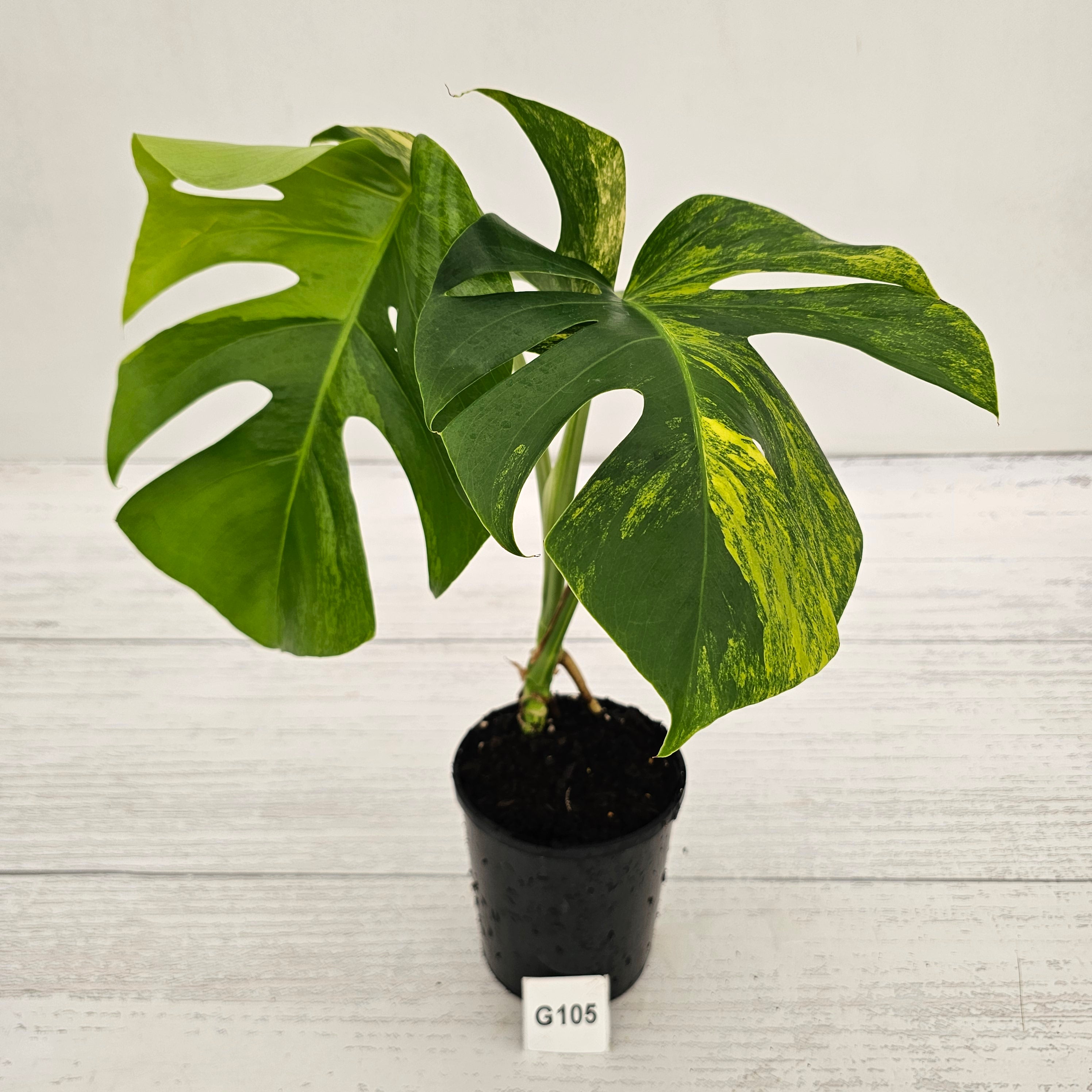 Monstera borsigiana Aurea