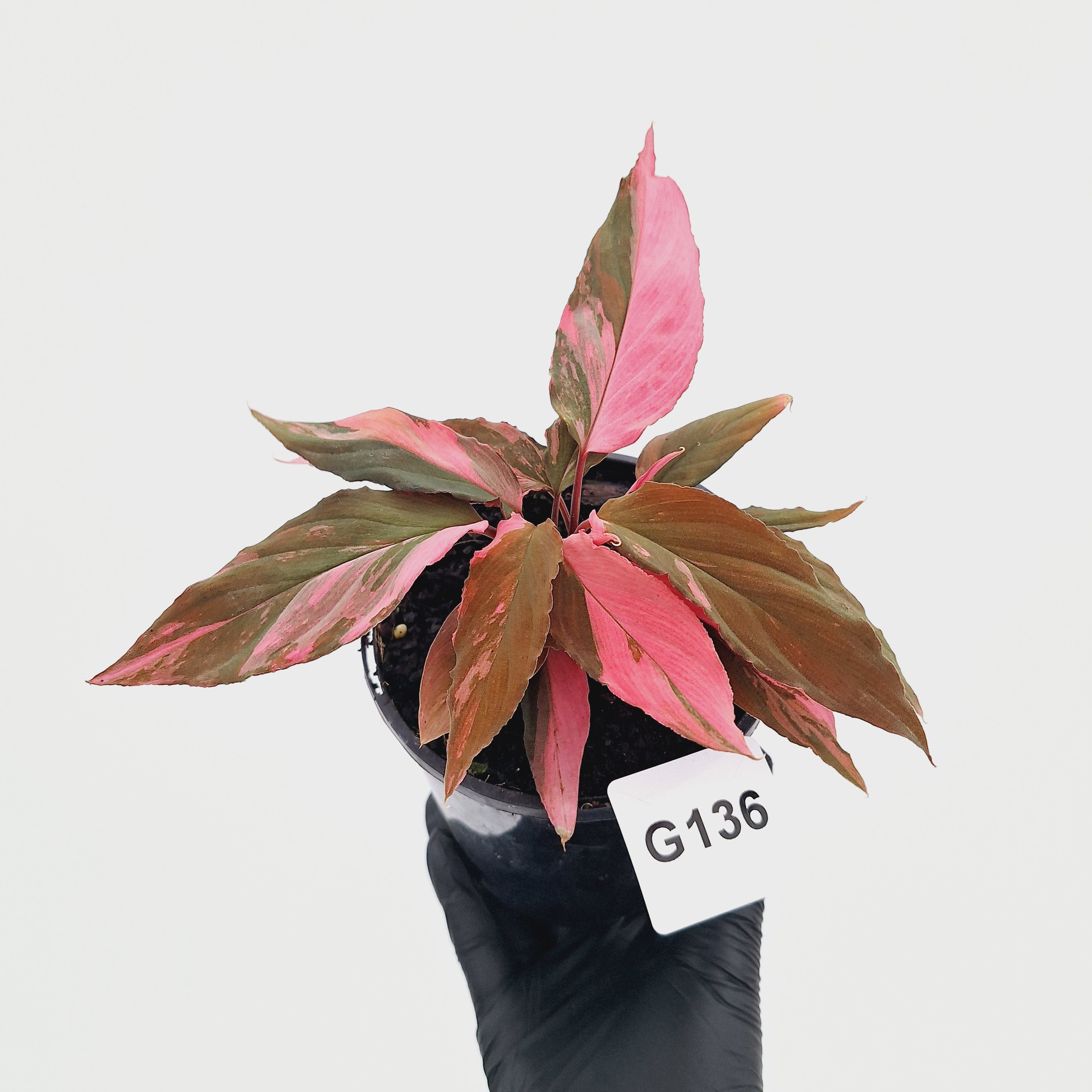Homalomena Humilis Jungle Satin Variegata