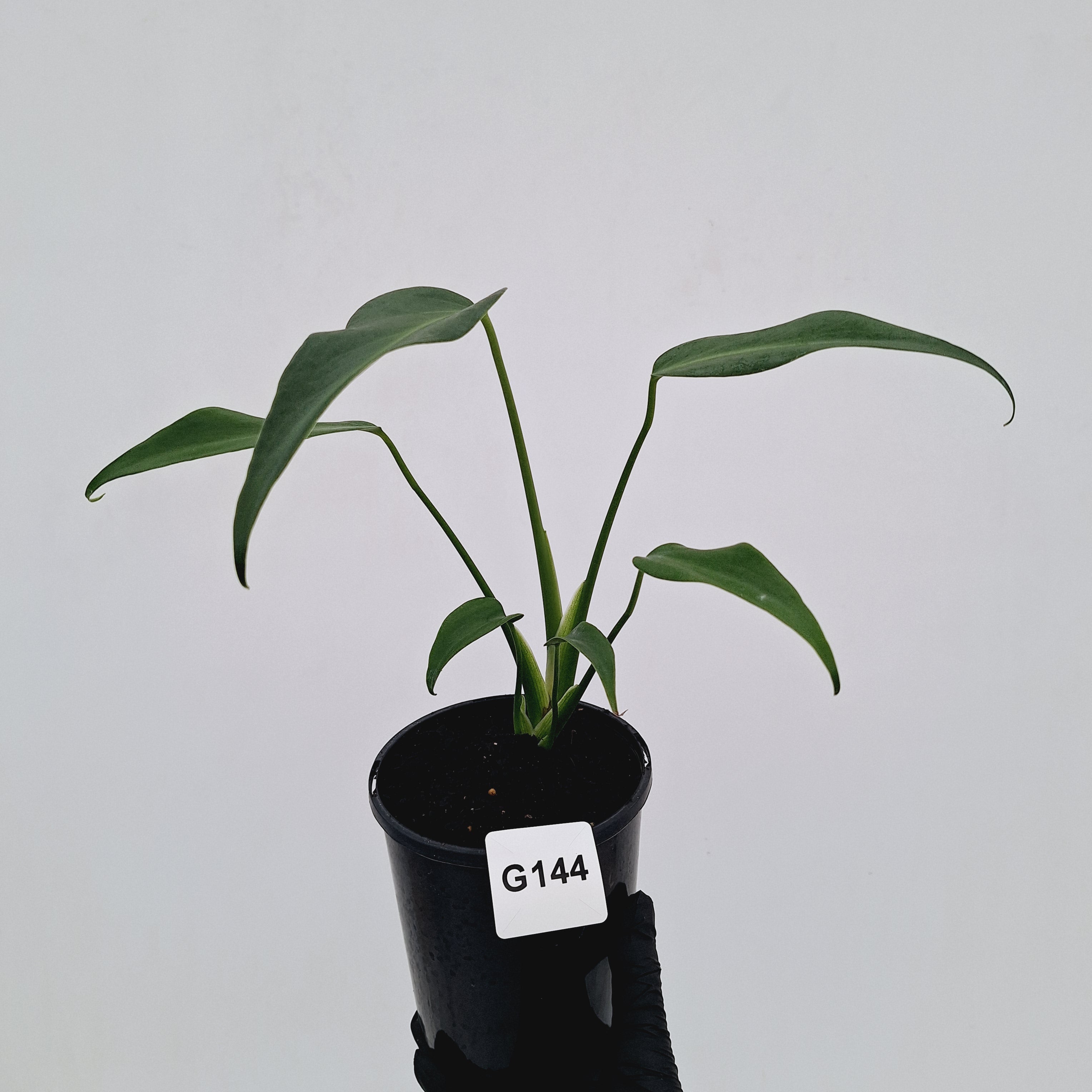 Monstera 'Burle Marx's Flame'