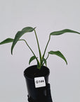 Monstera 'Burle Marx's Flame'