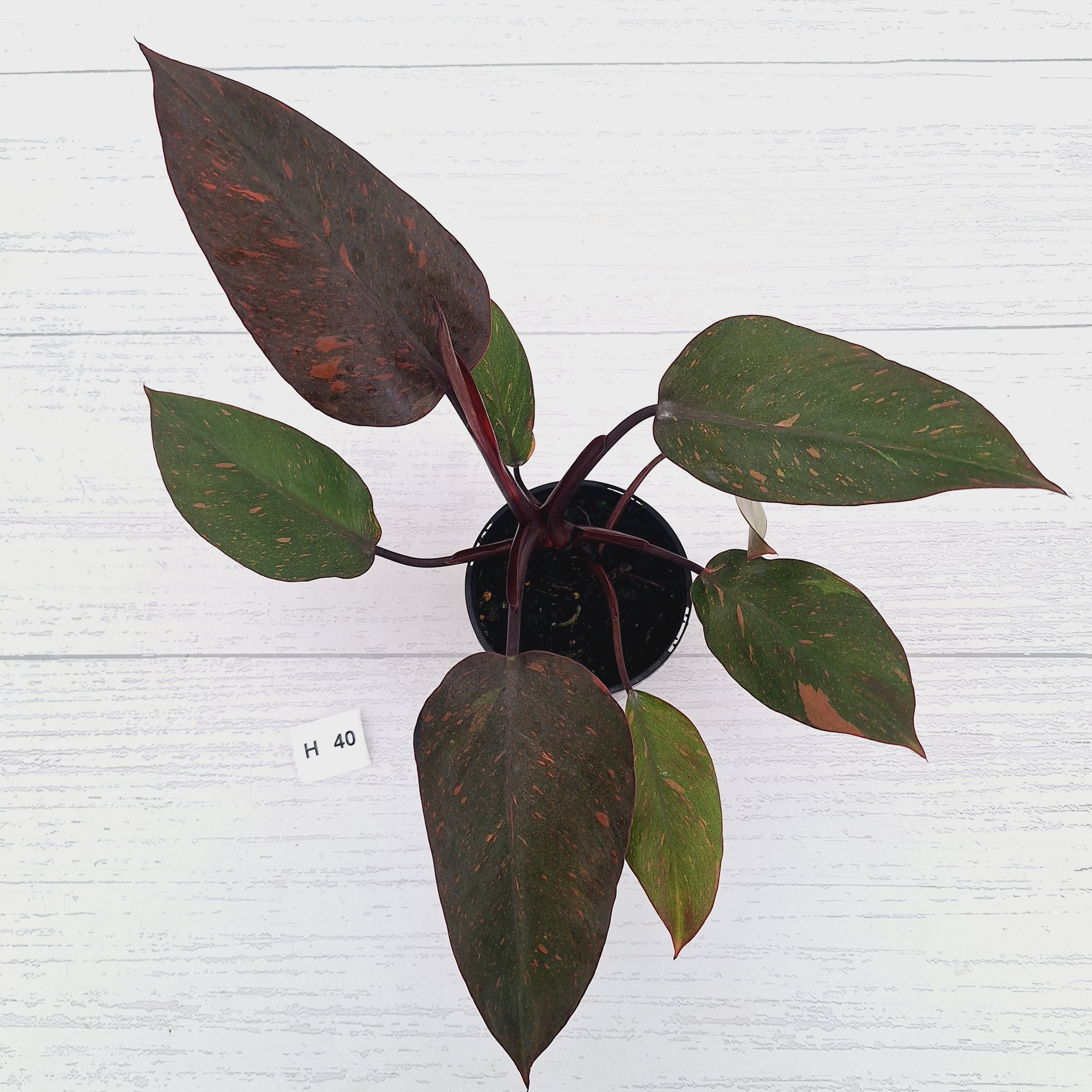 Philodendron 'Orange Princess' - FLASH SALE