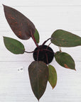 Philodendron 'Orange Princess' - FLASH SALE