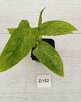 Homalomena sulcata ‘Cream Frost’ - SALE