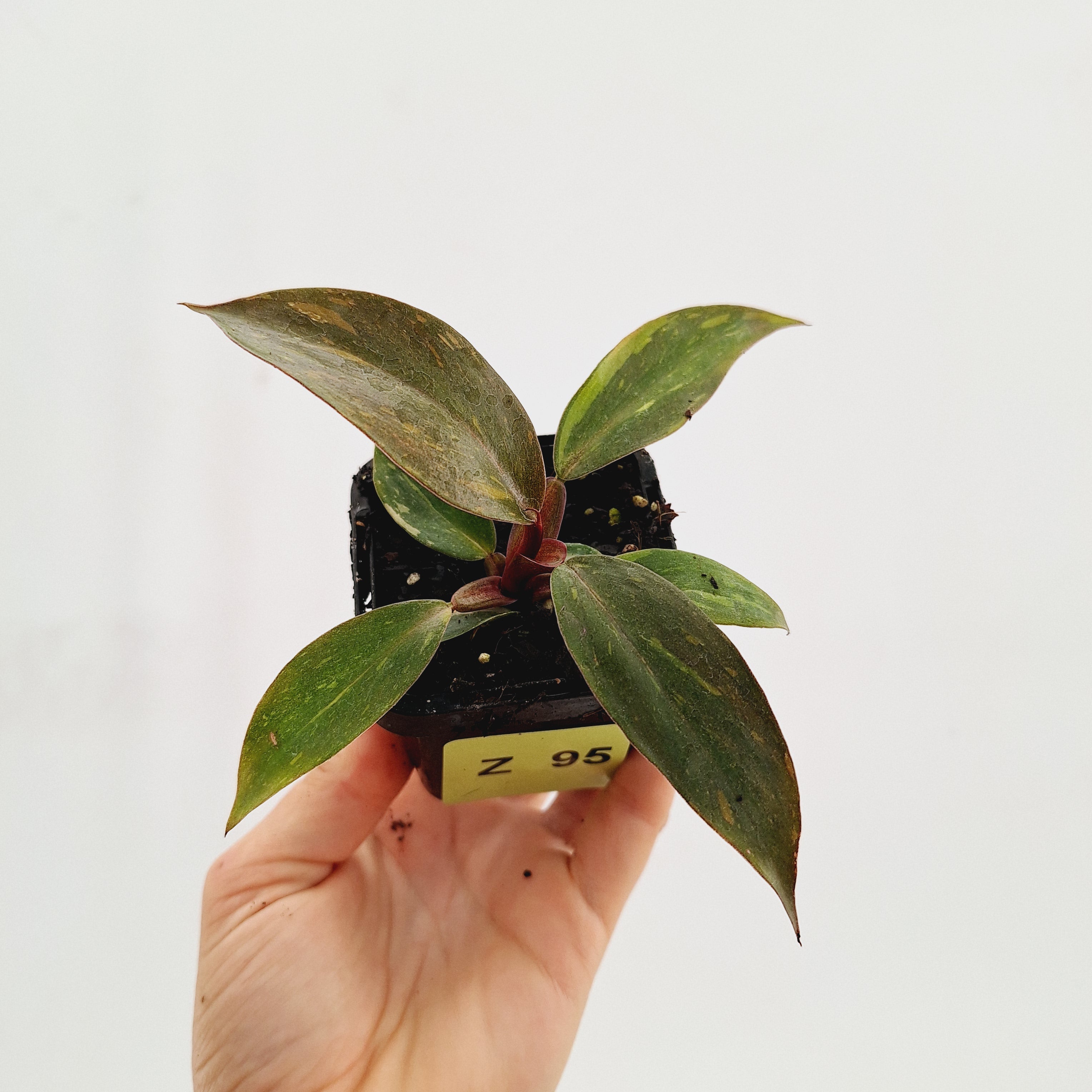 Philodendron &#39;Orange Princess&#39;