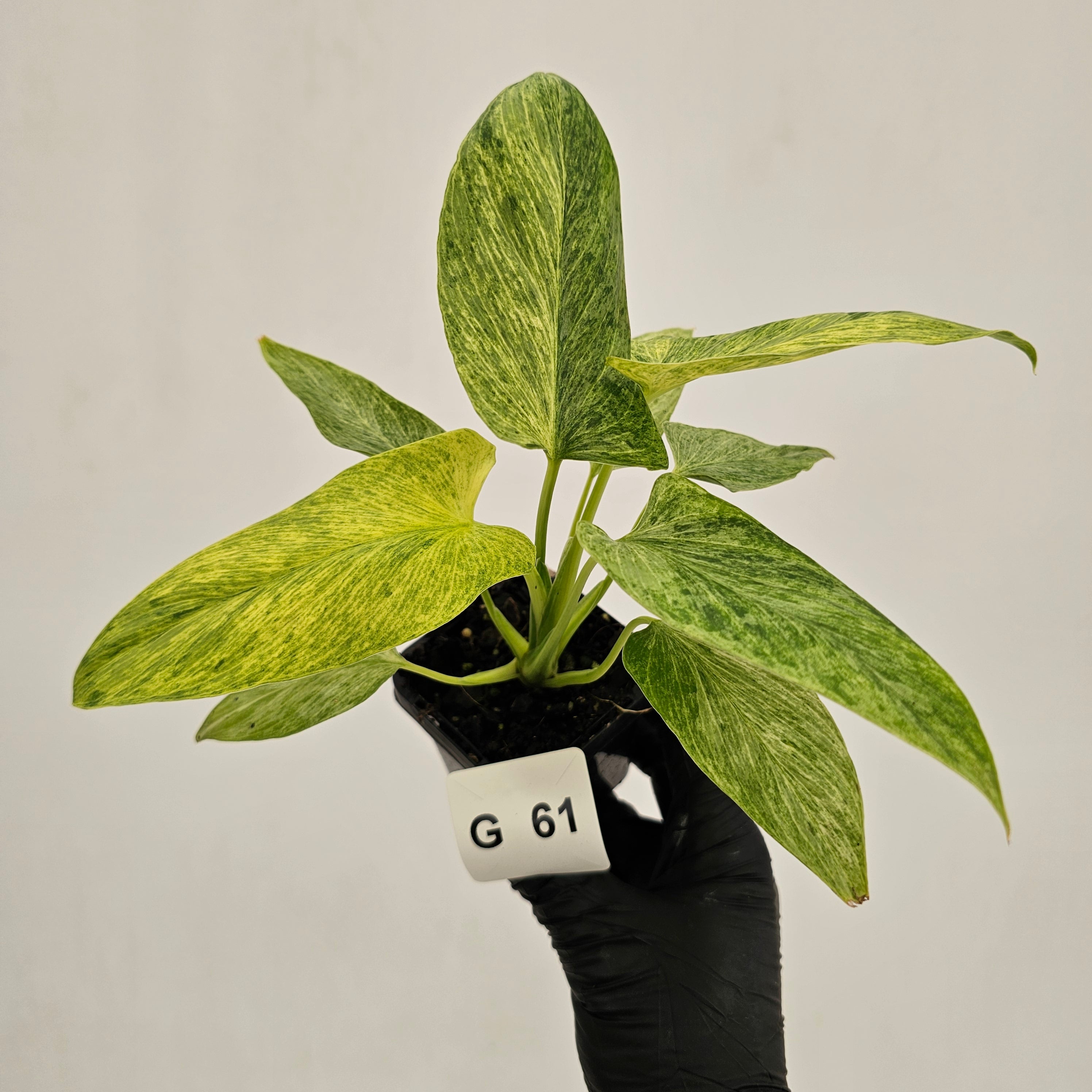 Homalomena sulcata ‘Cream Frost’ - SALE