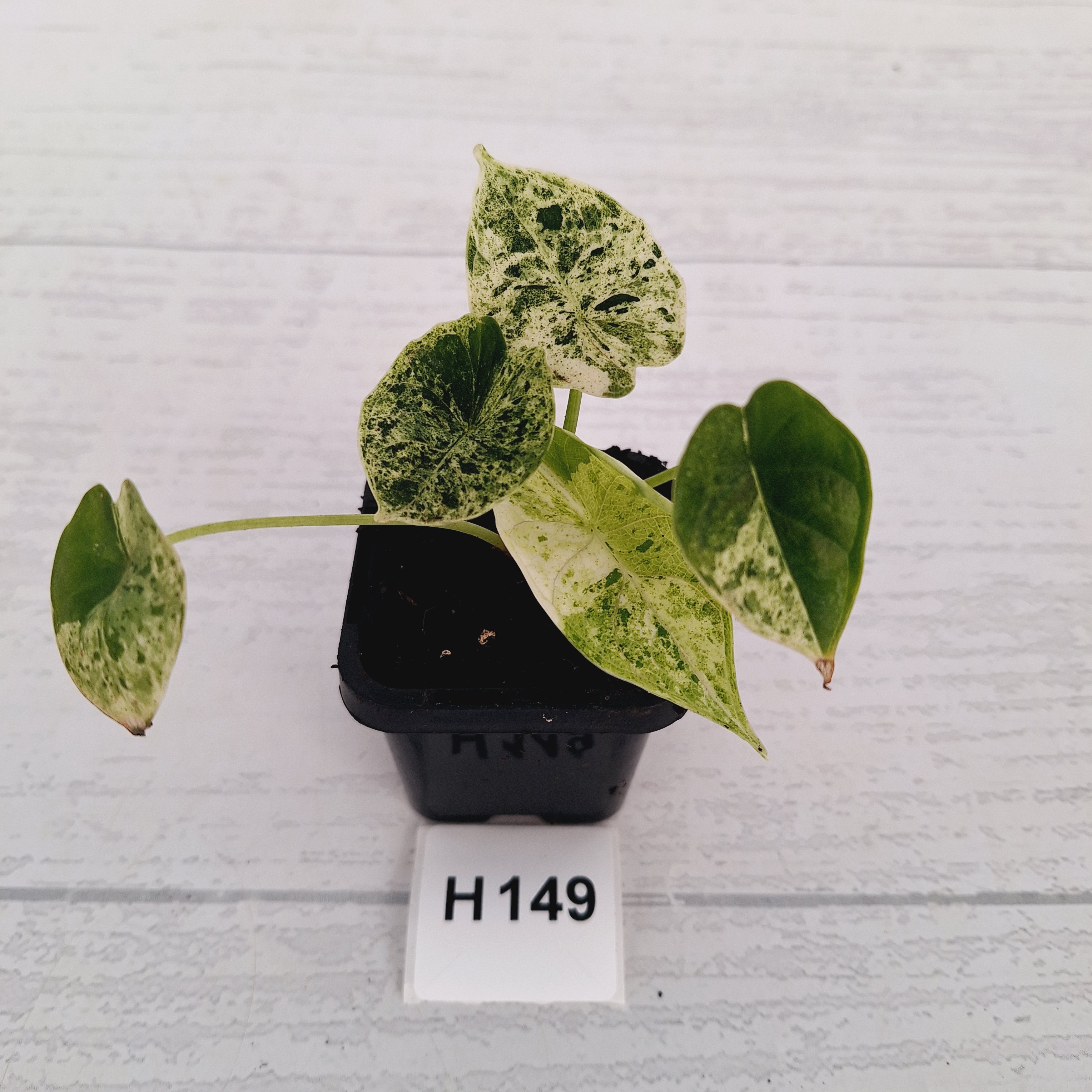 Alocasia baginda ‘Dragon Scale Mint'