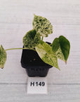 Alocasia baginda ‘Dragon Scale Mint'
