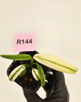 Epipremnum amplissimum variegata 'Albo'