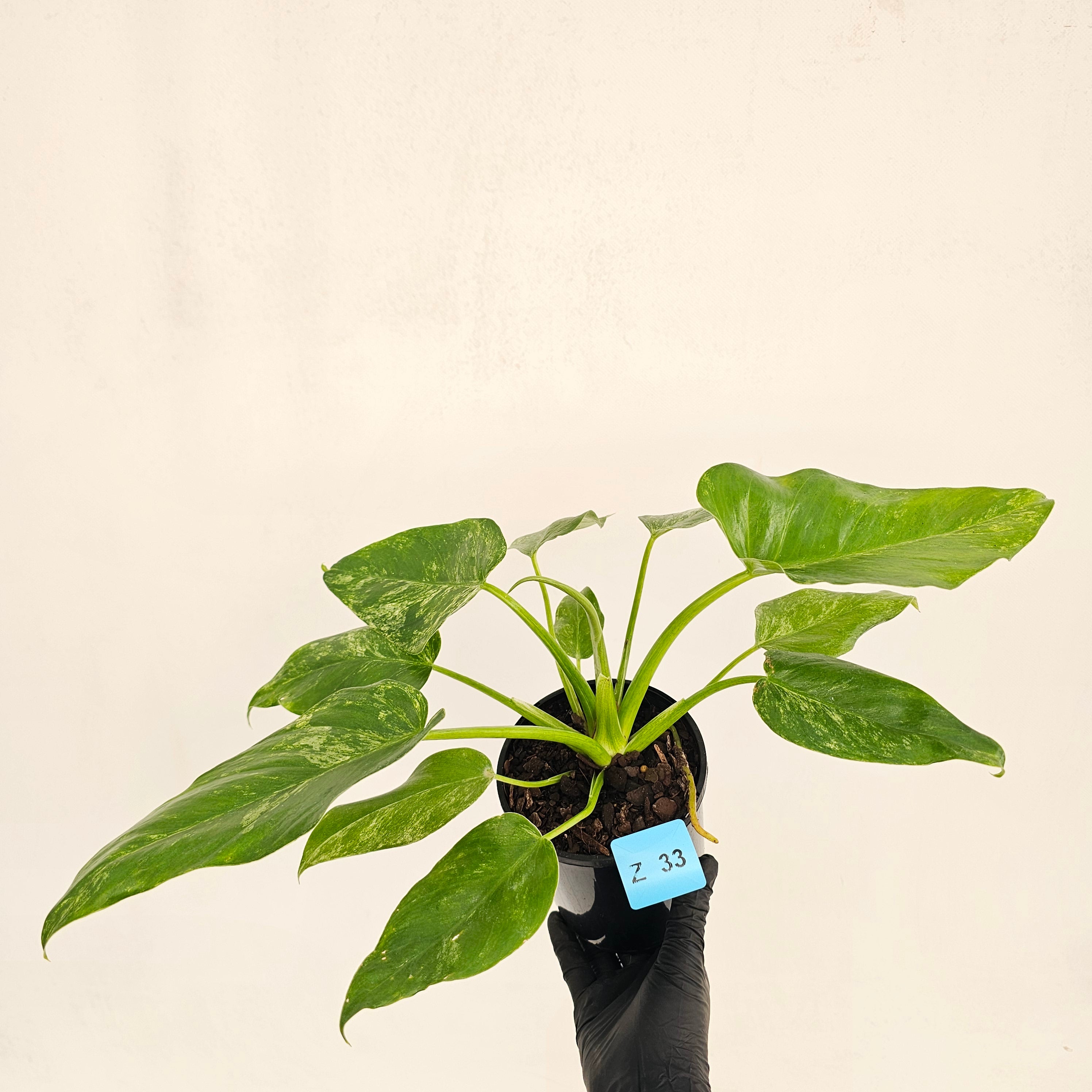 Philodendron giganteum Blizzard - SALE