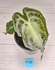 Alocasia Venom