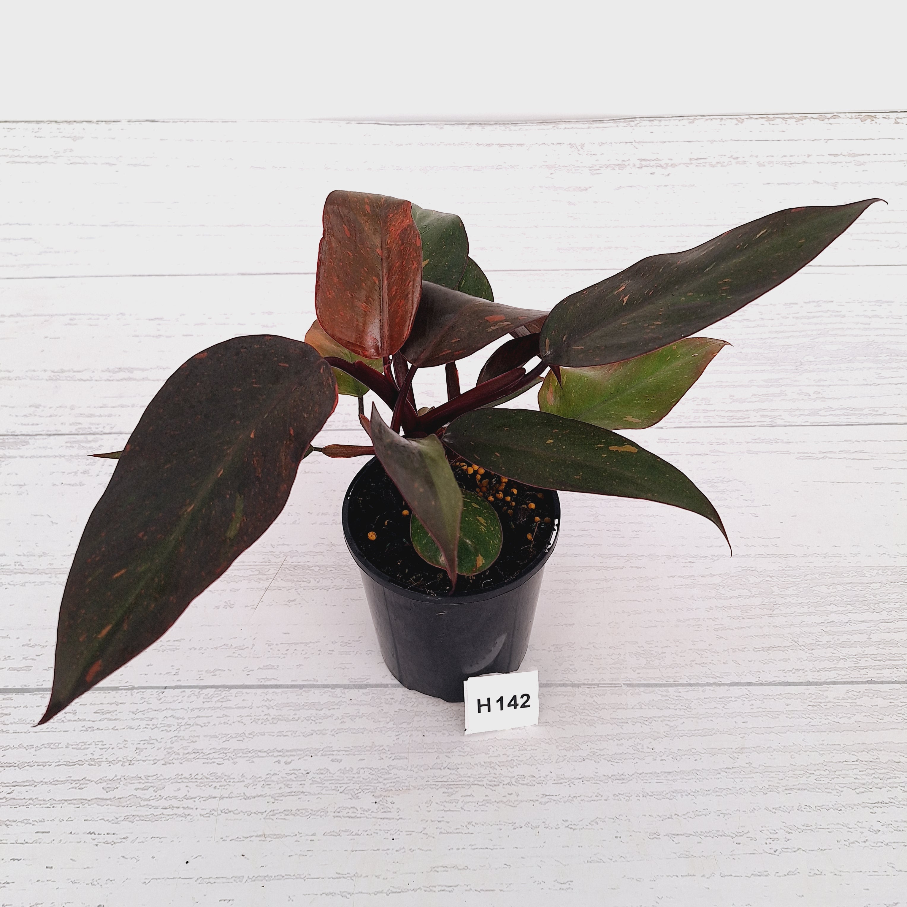 Philodendron 'Orange Princess'