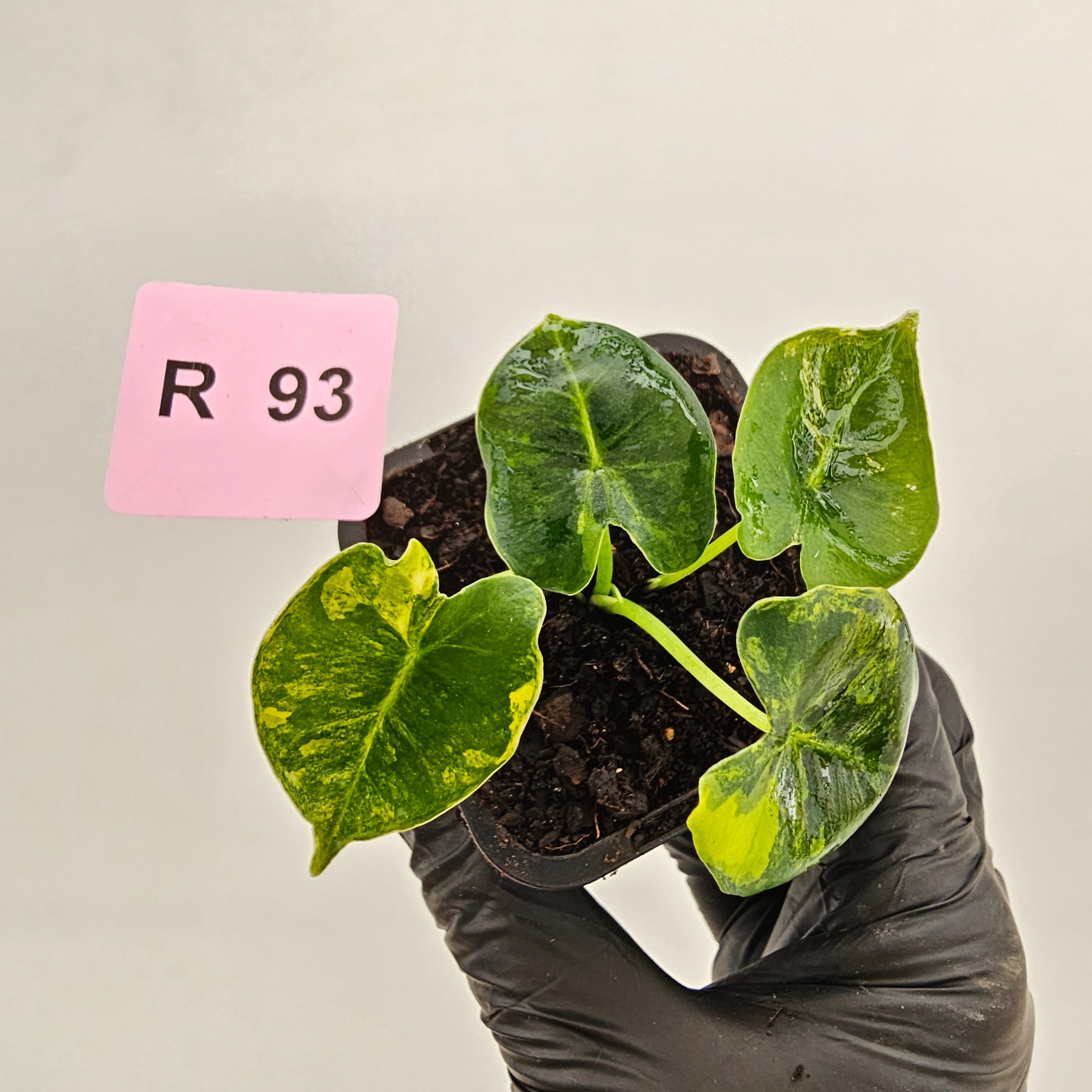 Alocasia Meclizine Aurea Variegata - Bare Bottom Baby