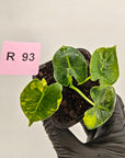 Alocasia Meclizine Aurea Variegata - Bare Bottom Baby