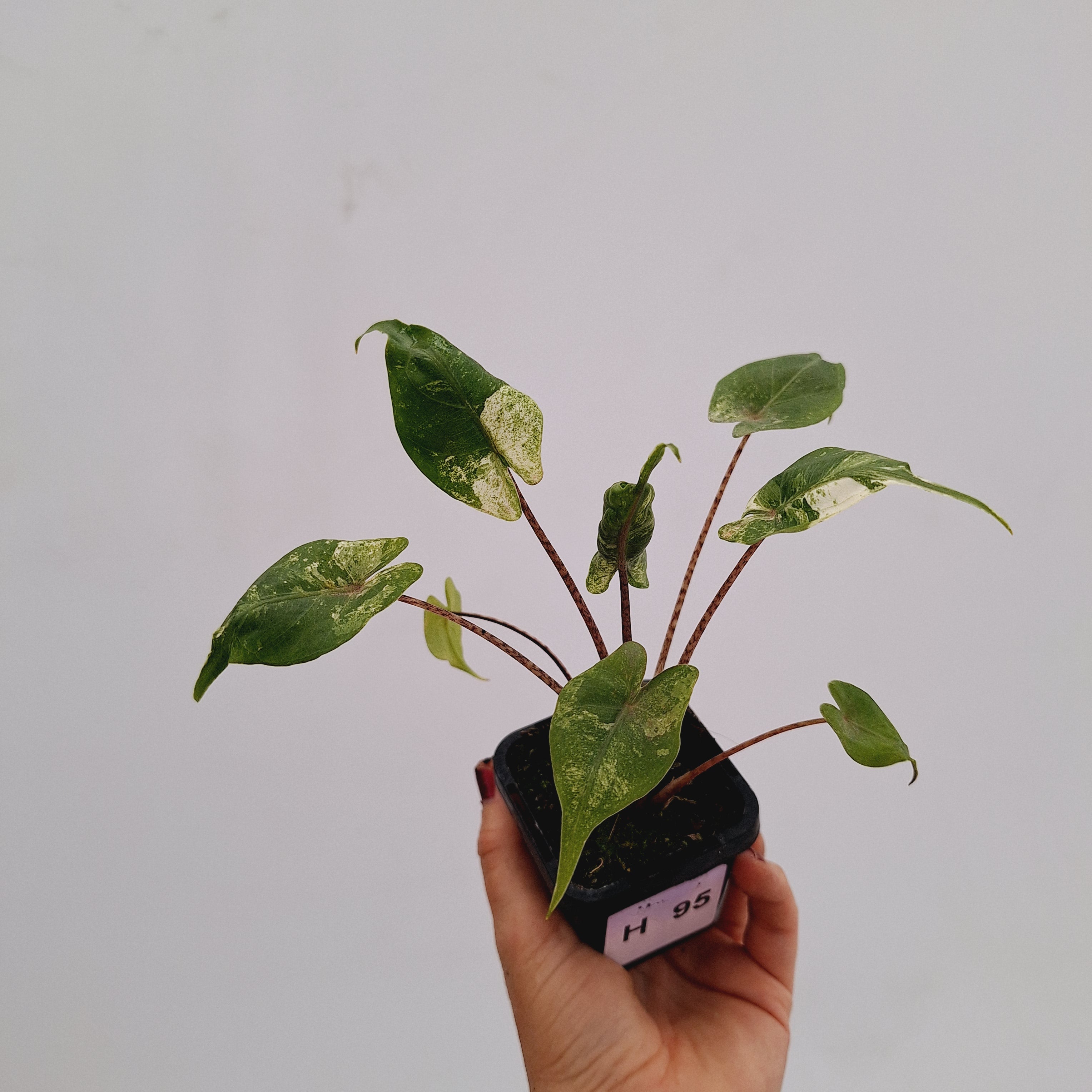 Alocasia macrorrhizos &#39;Stingray Aurea&#39; Variegata