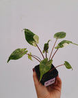 Alocasia macrorrhizos 'Stingray Aurea' Variegata