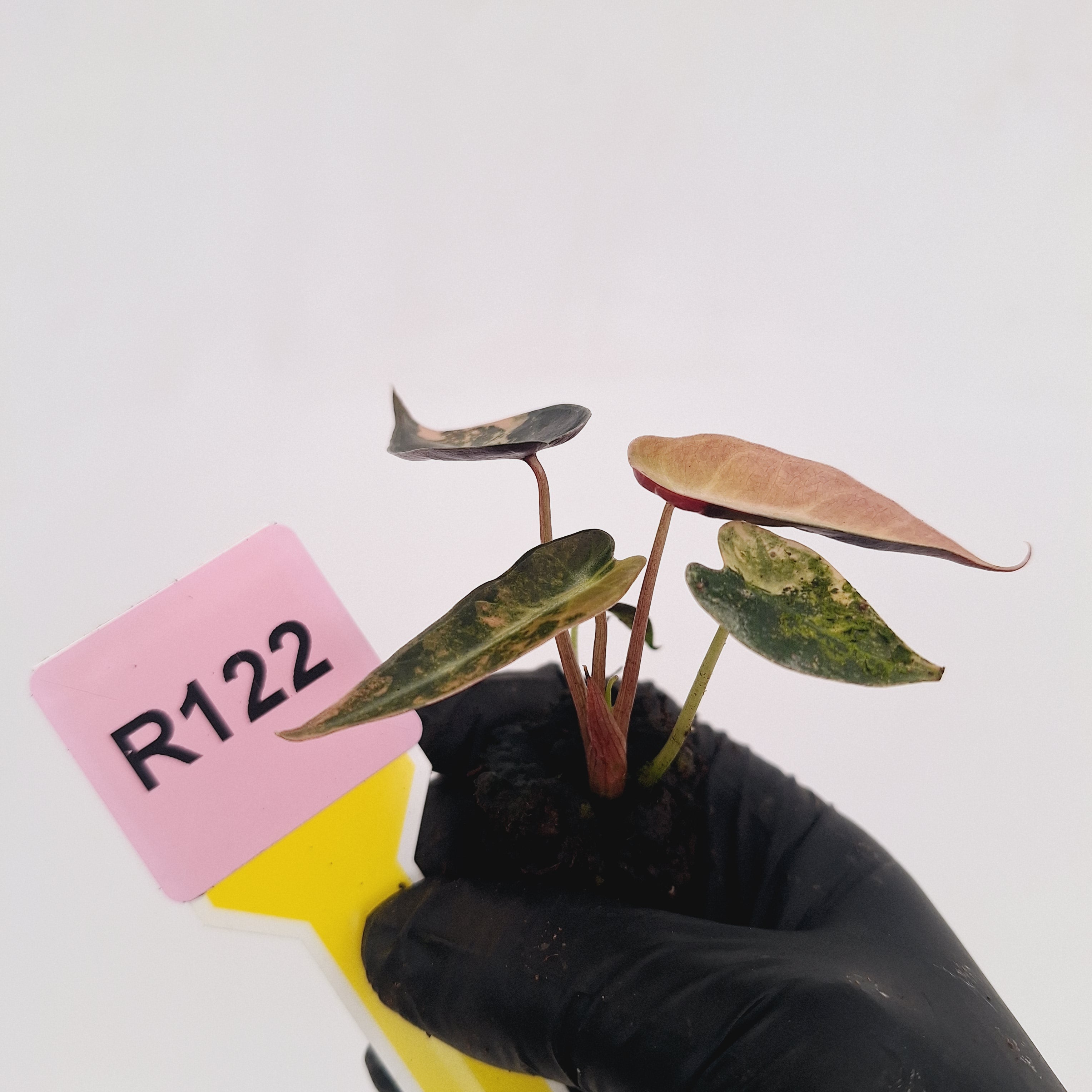 Alocasia Amazonica bambino Variegata - Bare Bottom Baby