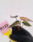 Alocasia Amazonica bambino Variegata - Bare Bottom Baby