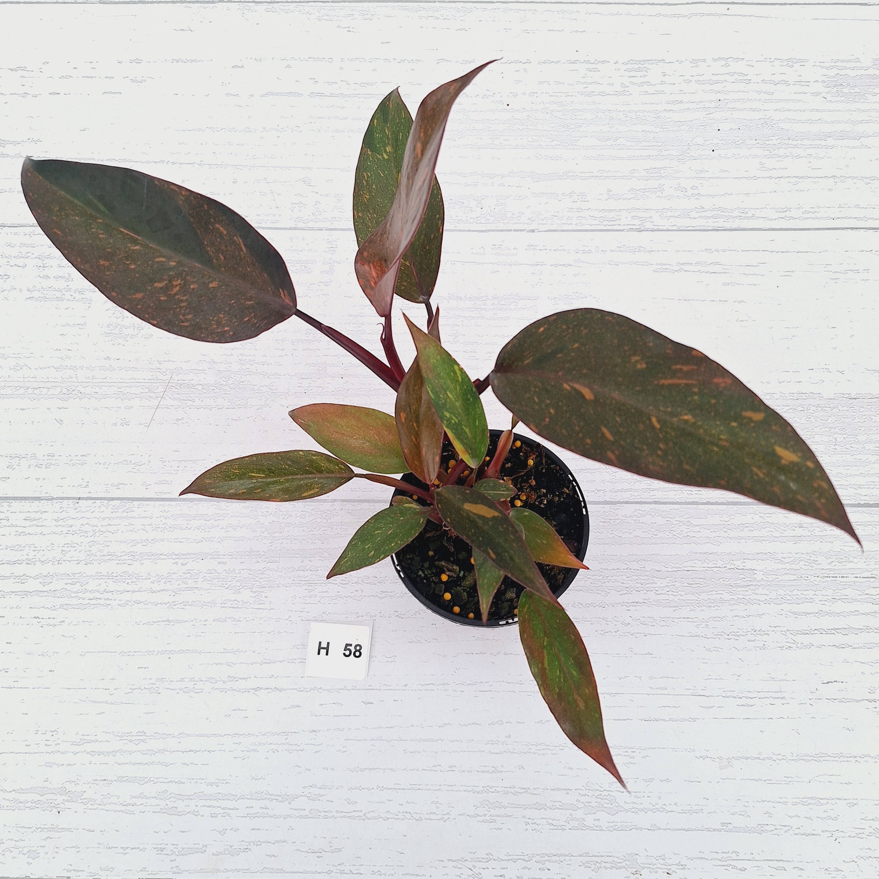Philodendron 'Orange Princess' - FLASH SALE