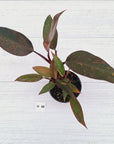 Philodendron 'Orange Princess' - FLASH SALE