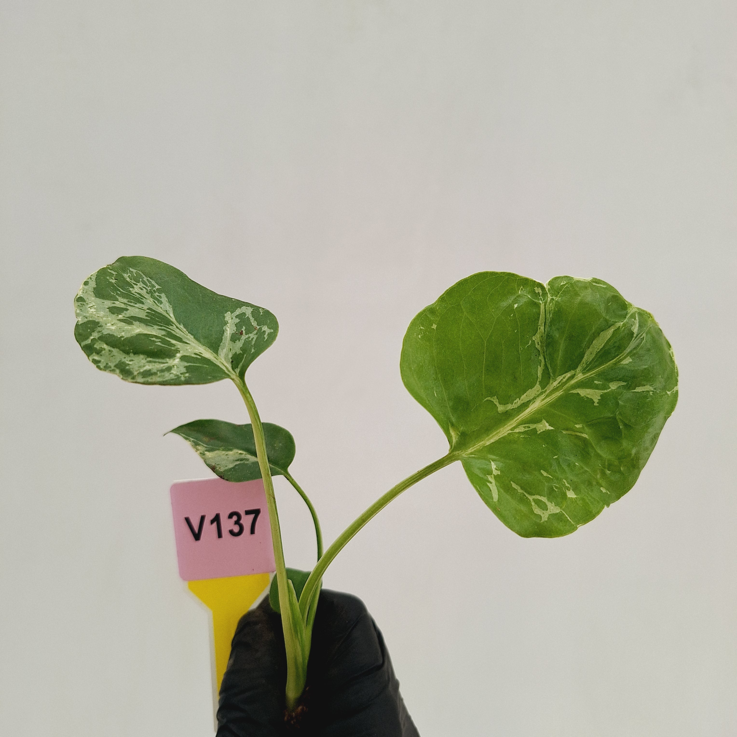 Monstera Deliciosa 'Bulbasaur - Bare Bottom Baby