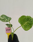 Monstera Deliciosa 'Bulbasaur - Bare Bottom Baby