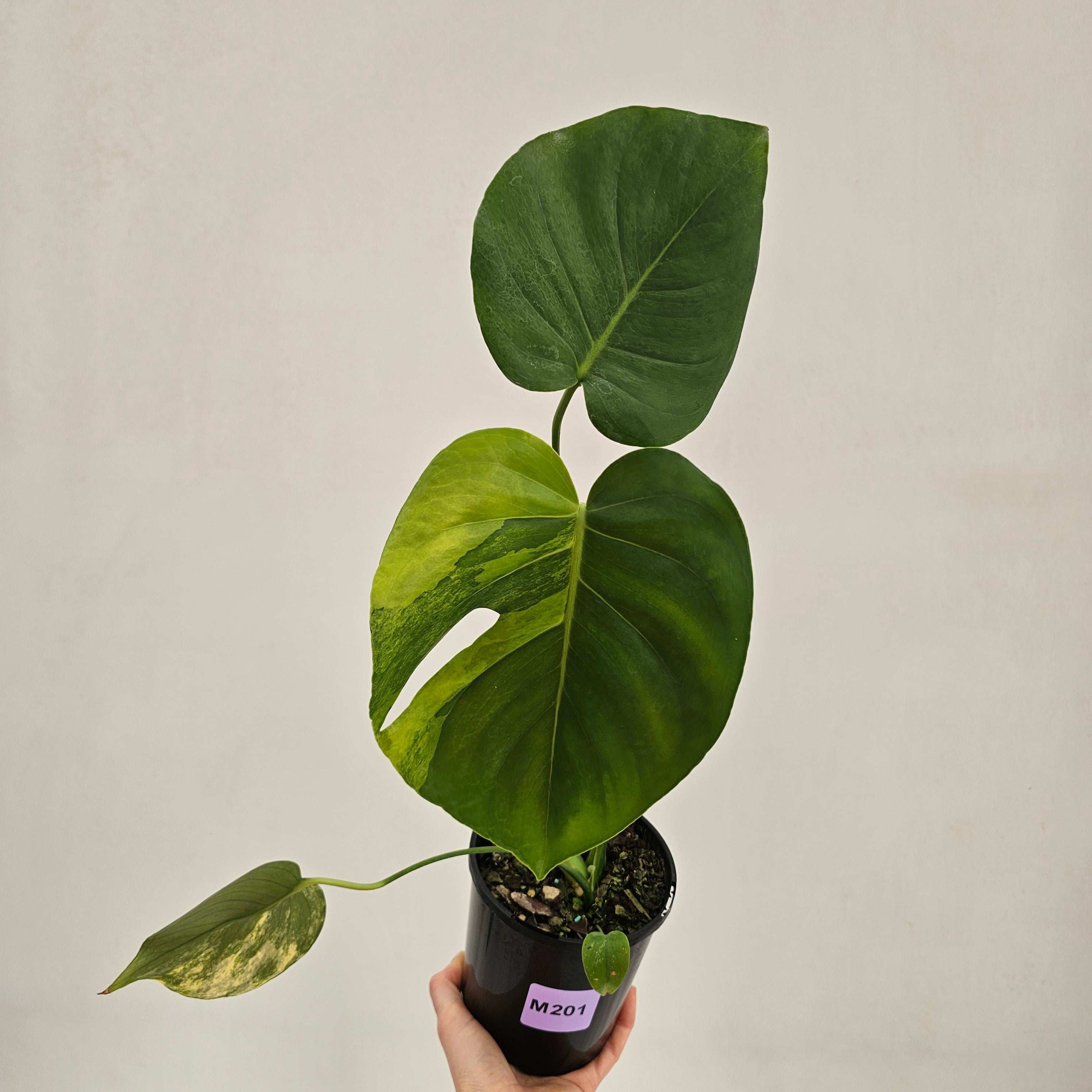 Monstera deliciosa Variegata