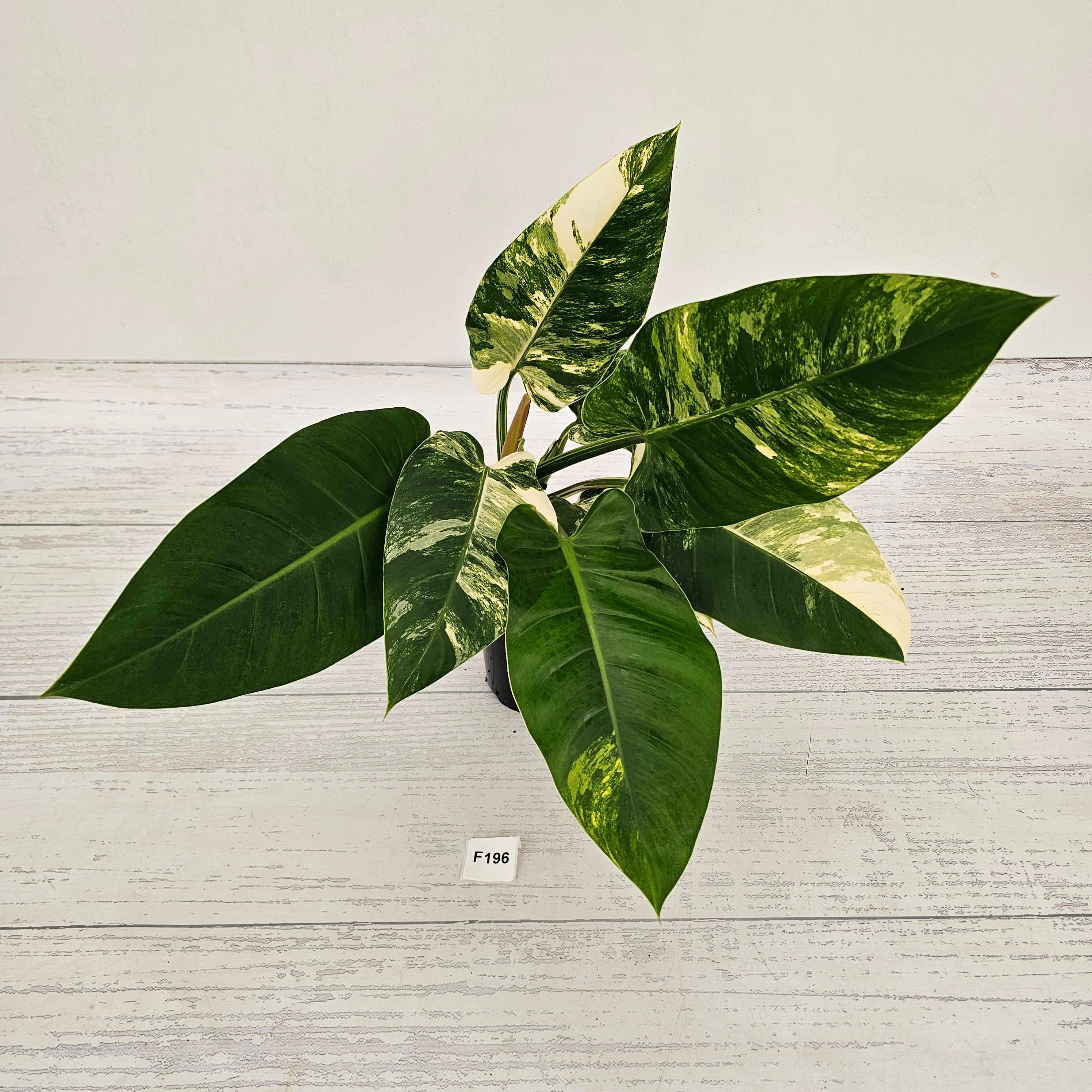 Philodendron imperial green variegata