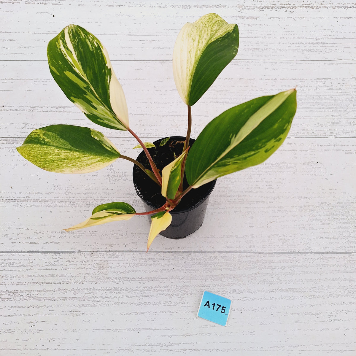 Homalomena 'Tropical Green' Variegata -sale