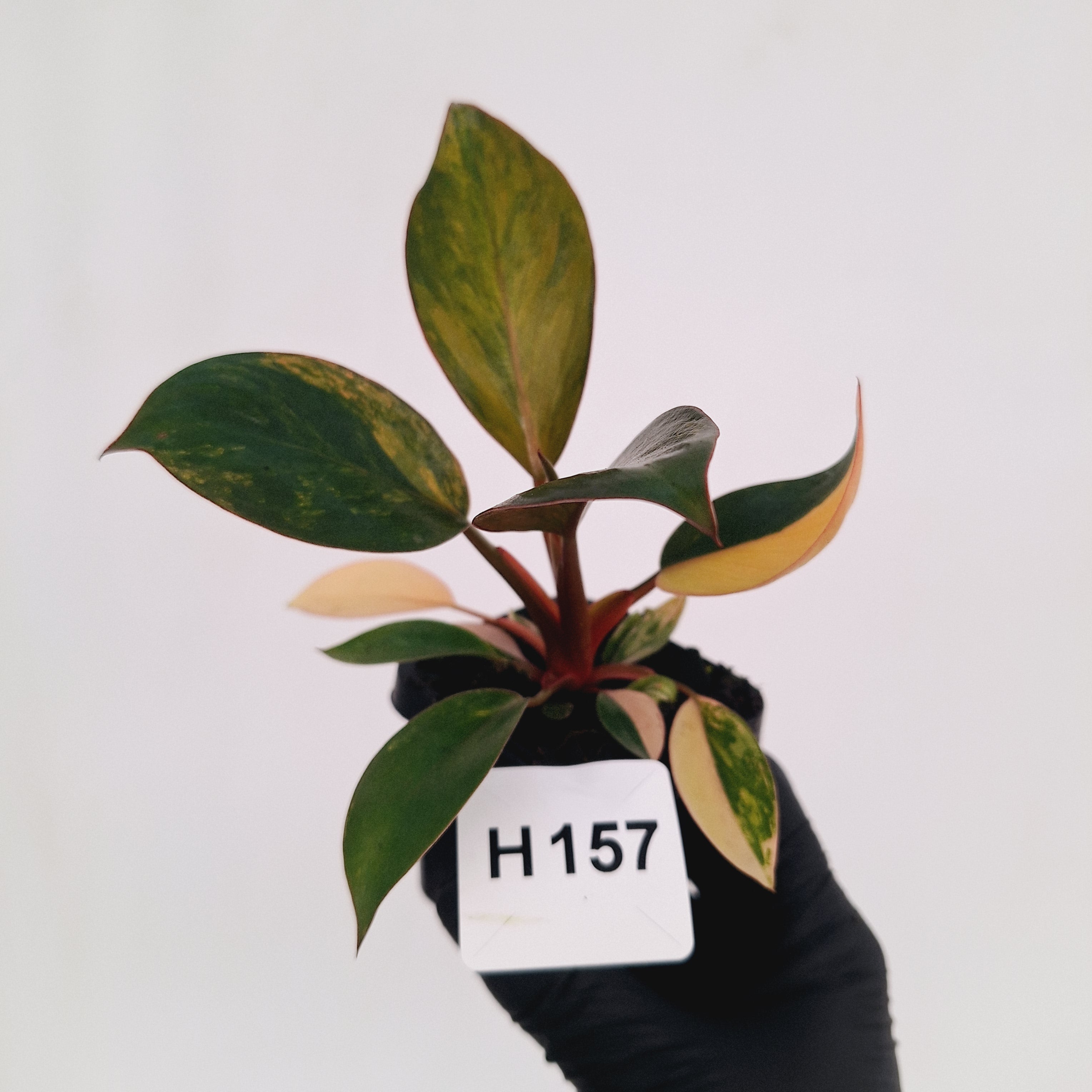 Philodendron 'Rojo Congo Variegated' - SALE