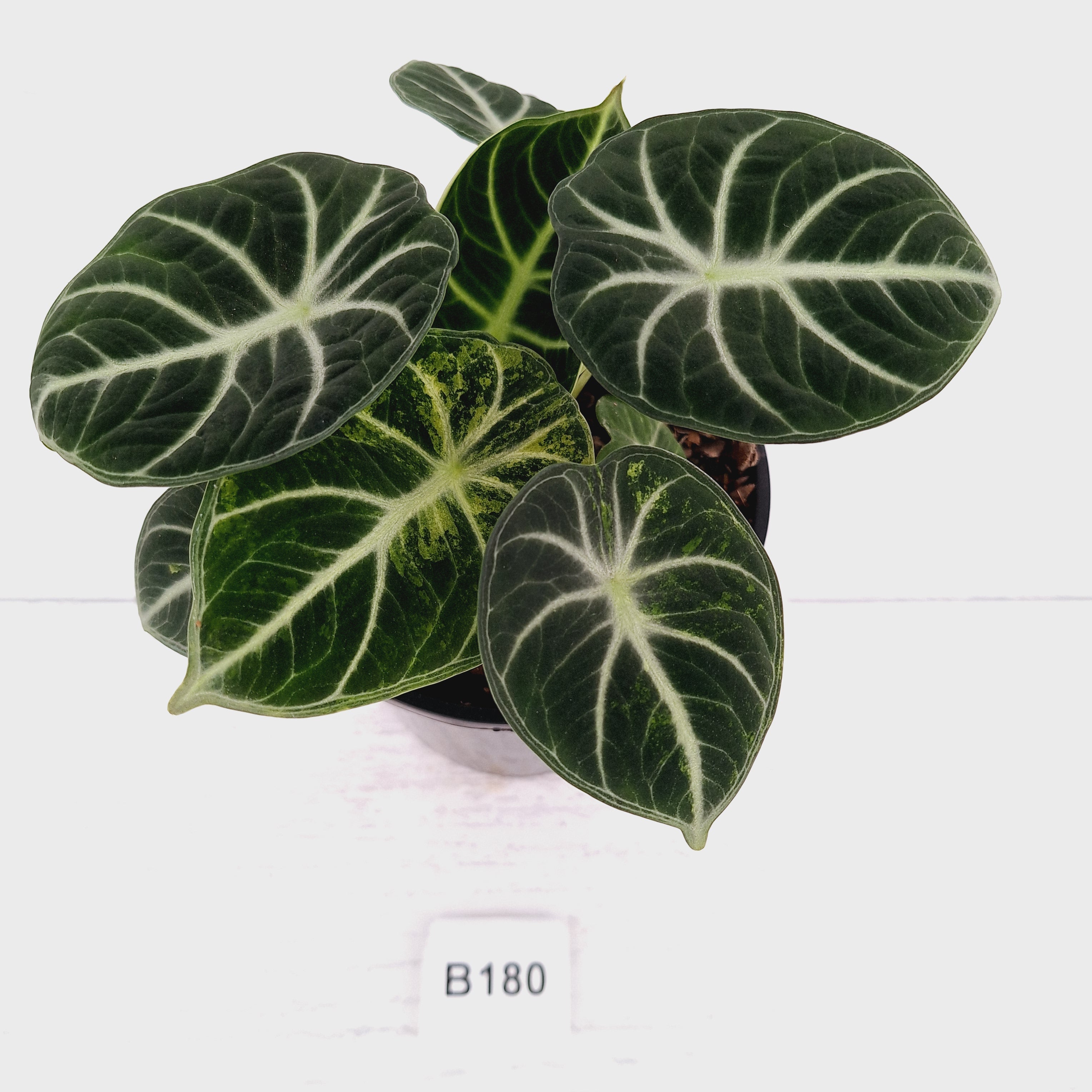 Alocasia reginula 'Ninja Variegata'