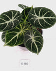 Alocasia reginula 'Ninja Variegata'