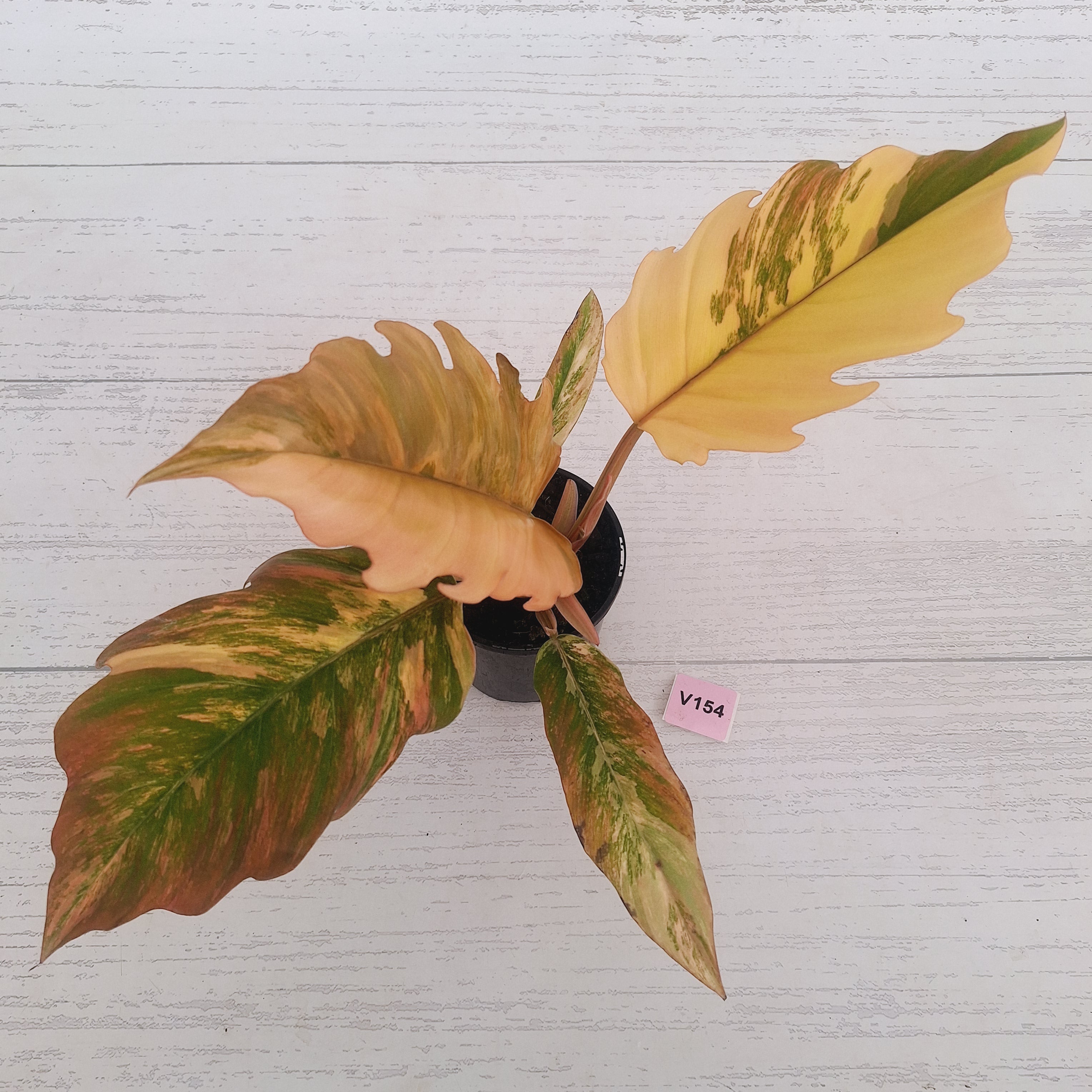 Philodendron serratum Caramel Marble