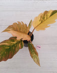 Philodendron serratum Caramel Marble